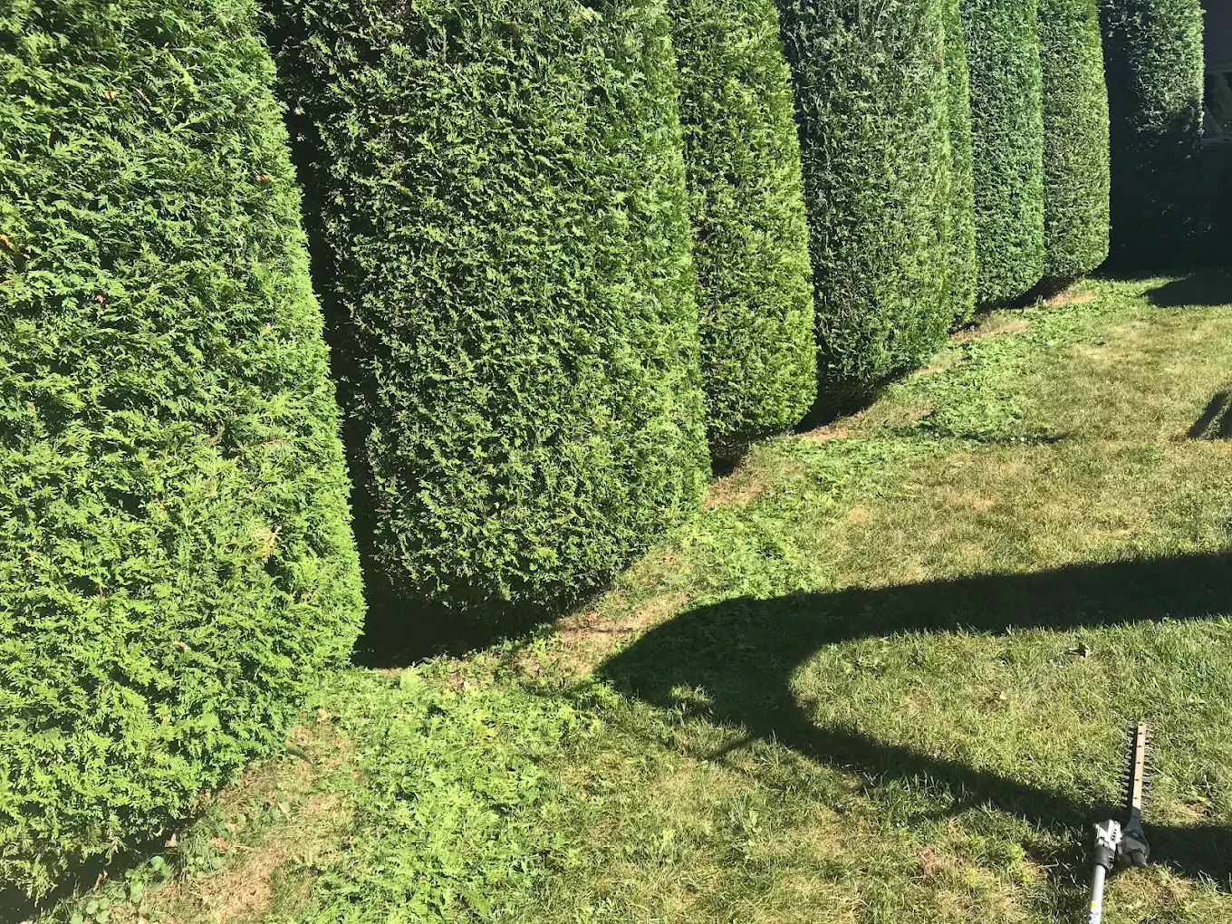 Taille de haies de cèdres